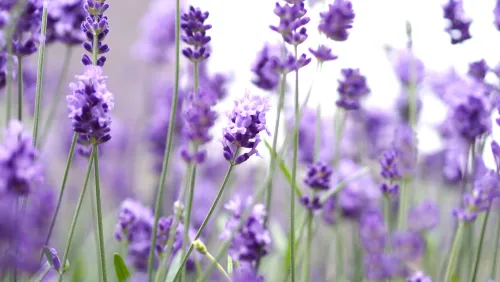 Lavendel Van Deursen Uitvaartverzorging